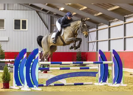 Oldenburger, Ruin, 6 Jaar, 174 cm, Bruin