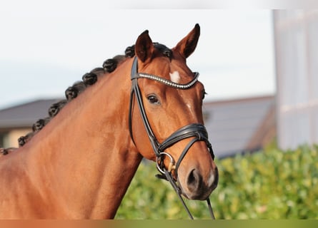 Oldenburger, Ruin, 6 Jaar, 176 cm, Bruin