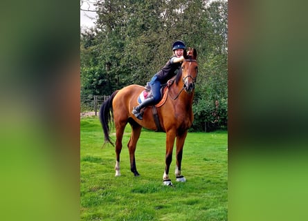 Oldenburger, Ruin, 6 Jaar, 184 cm, Bruin