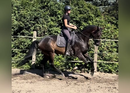 Oldenburger, Ruin, 7 Jaar, 167 cm, Donkerbruin