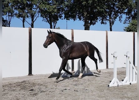 Oldenburger, Ruin, 7 Jaar, 169 cm, Donkerbruin