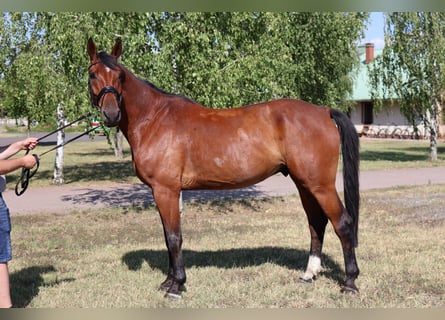 Oldenburger, Ruin, 7 Jaar, 170 cm, Bruin
