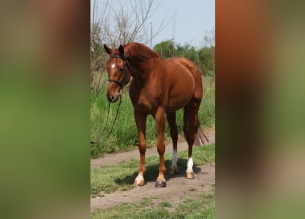 Oldenburger, Ruin, 7 Jaar, 170 cm, Vos