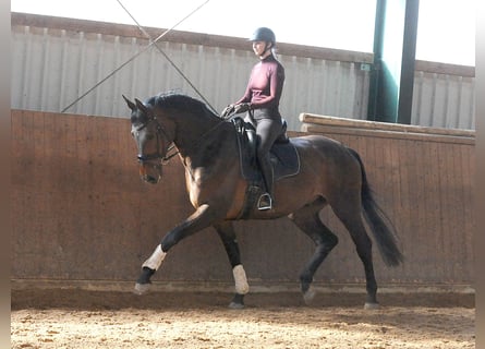 Oldenburger, Ruin, 7 Jaar, 178 cm, Donkerbruin