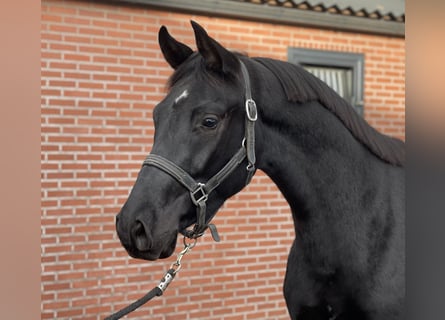 Oldenburger, Ruin, 8 Jaar, 161 cm, Zwart