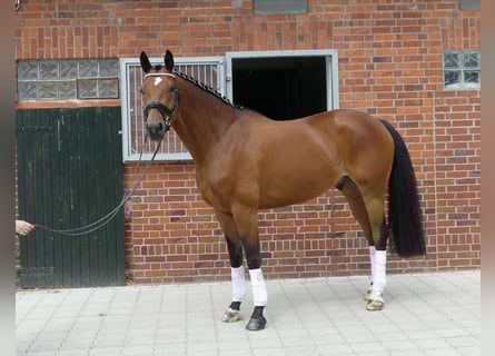 Oldenburger, Ruin, 8 Jaar, 168 cm, Bruin