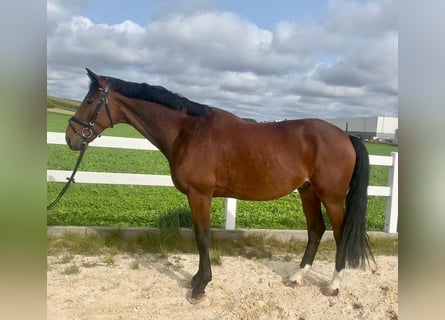 Oldenburger, Ruin, 8 Jaar, 169 cm, Brauner