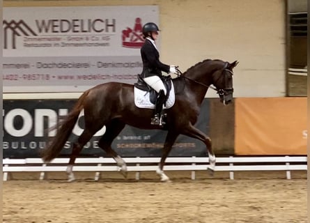 Oldenburger, Ruin, 8 Jaar, 171 cm, Donkere-vos