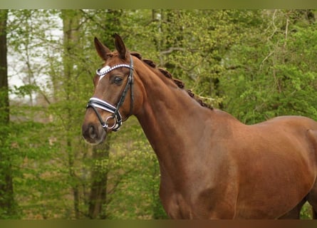 Oldenburger, Ruin, 8 Jaar, 172 cm, Donkere-vos