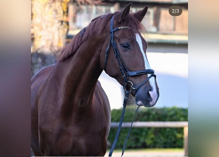 Oldenburger, Ruin, 8 Jaar, 174 cm, Donkere-vos