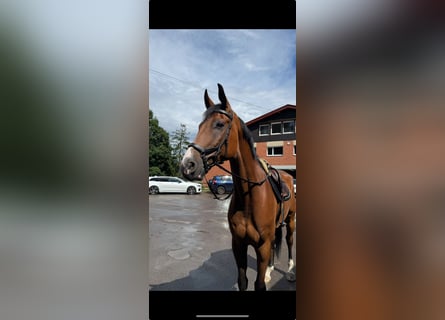 Oldenburger, Ruin, 8 Jaar, 180 cm, Bruin