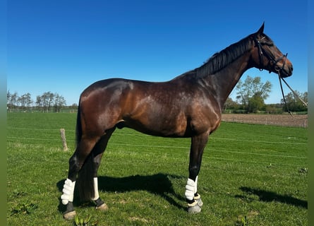 Oldenburger, Ruin, 8 Jaar, 186 cm, Roodbruin