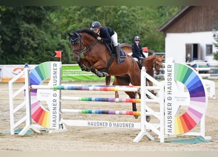 Oldenburger, Ruin, 9 Jaar, 168 cm, Bruin