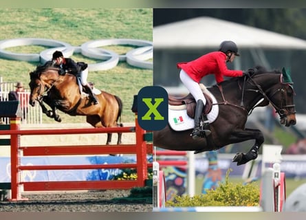 Oldenburger Springpaard, Onbekend, Embryo