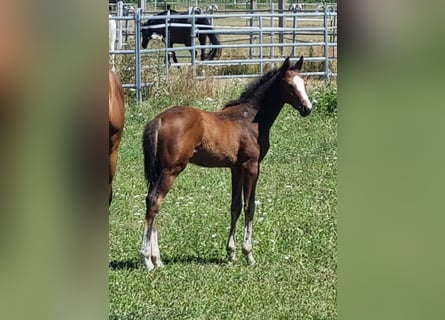 Oldenburger Springpaard, Hengst, 1 Jaar, 169 cm, Bruin