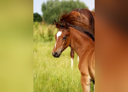 Oldenburger Springpaard, Hengst, 1 Jaar, 170 cm, Bruin