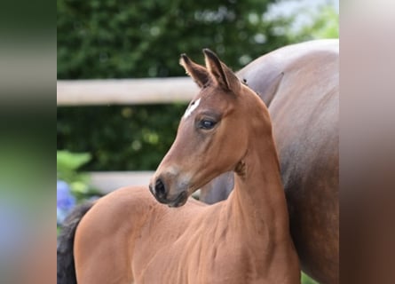 Oldenburger Springpaard, Hengst, 1 Jaar, Bruin