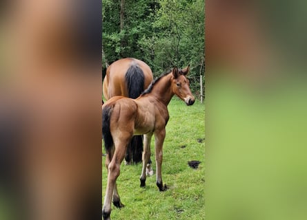 Oldenburger Springpaard, Hengst, 1 Jaar, Bruin