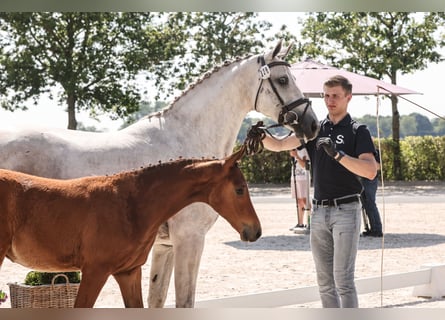 Oldenburger Springpaard, Hengst, 1 Jaar, Bruin