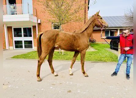 Oldenburger Springpaard, Hengst, 1 Jaar, Vos