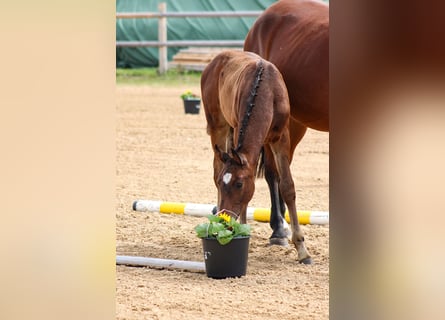 Oldenburger Springpaard, Hengst, 2 Jaar, 170 cm, Donkerbruin