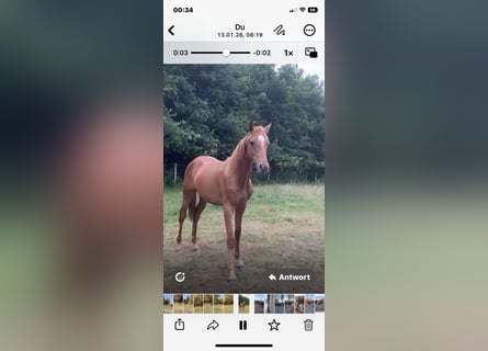 Oldenburger Springpaard, Hengst, 2 Jaar, Vos