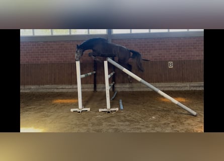 Oldenburger Springpaard, Hengst, 3 Jaar, 167 cm, Appelschimmel