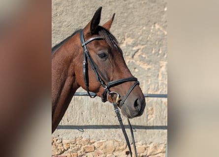 Oldenburger Springpaard, Hengst, 4 Jaar, 163 cm, Bruin