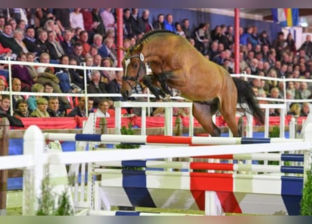 Oldenburger Springpaard, Hengst, 7 Jaar, 168 cm, Bruin