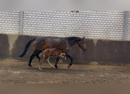 Oldenburger Springpaard, Hengst, Veulen (05/2026), 170 cm, Bruin