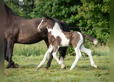 Oldenburger Springpaard, Hengst, veulen (05/2024), 170 cm, Gevlekt-paard