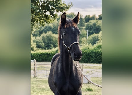 Oldenburger Springpaard, Hengst, Veulen (05/2026), 170 cm, Zwart