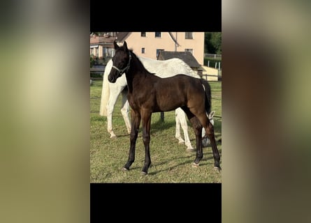 Oldenburger Springpaard, Hengst, , 172 cm, Zwartbruin