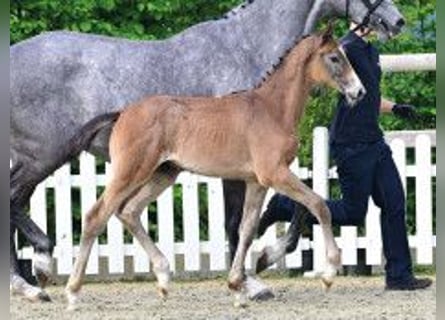 Oldenburger Springpaard, Hengst, Veulen (03/2026), Brown Falb schimmel