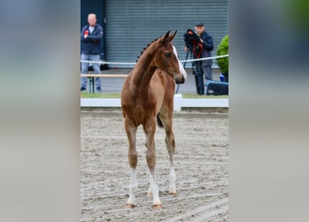 Oldenburger Springpaard, Hengst, , Bruin