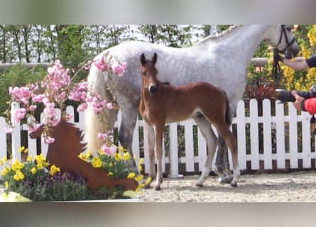 Oldenburger Springpaard, Hengst, Veulen (03/2025), Bruin