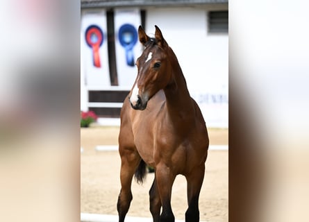 Oldenburger Springpaard, Hengst, Veulen (01/2025), Bruin