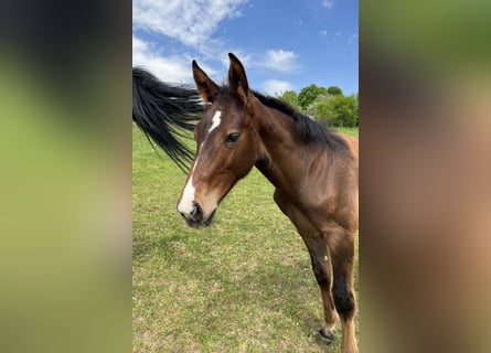 Oldenburger Springpaard, Hengst, , Bruin