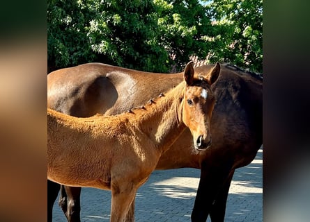 Oldenburger Springpaard, Hengst, , Bruin