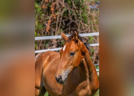 Oldenburger Springpaard, Hengst, Veulen (04/2026), Bruin