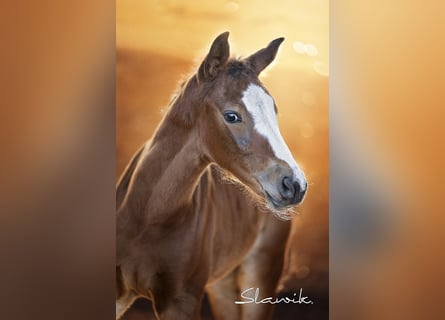 Oldenburger Springpaard, Hengst, Veulen (04/2025), Bruin
