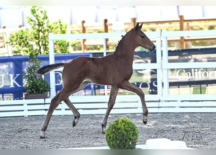 Oldenburger Springpaard, Hengst, , Bruin