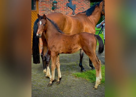 Oldenburger Springpaard, Hengst, Veulen (05/2026), Bruin
