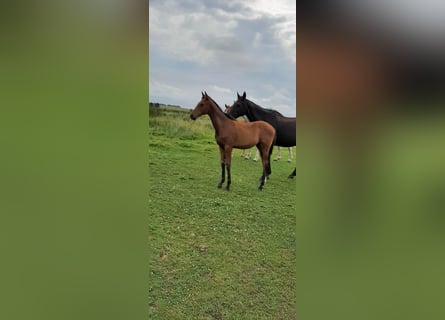 Oldenburger Springpaard, Hengst, veulen (03/2024), Bruin