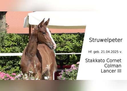 Oldenburger Springpaard, Hengst, Veulen (04/2025), Bruin