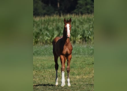 Oldenburger Springpaard, Hengst, Veulen (04/2025), Bruin