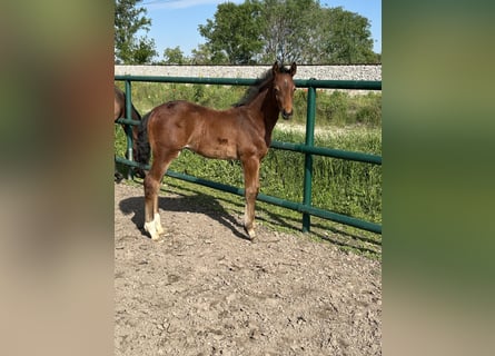 Oldenburger Springpaard, Hengst, , Bruin