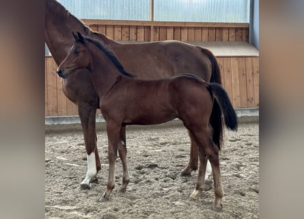 Oldenburger Springpaard, Hengst, Veulen (06/2026), Bruin