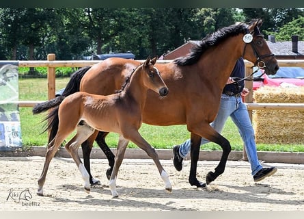 Oldenburger Springpaard, Hengst, Veulen (06/2025), Bruin