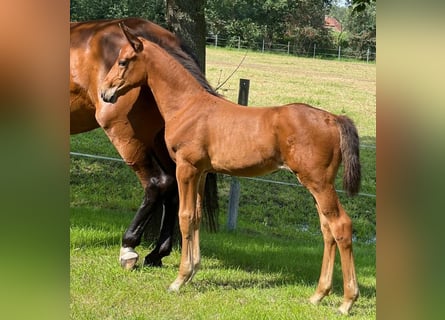 Oldenburger Springpaard, Hengst, veulen (06/2024), Bruin